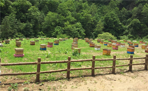 黎坪鎮龍山村蜂養殖基地建設項目